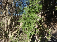 Aloysia gratissima