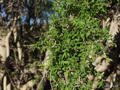 Aloysia gratissima