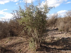 Aloysia gratissima