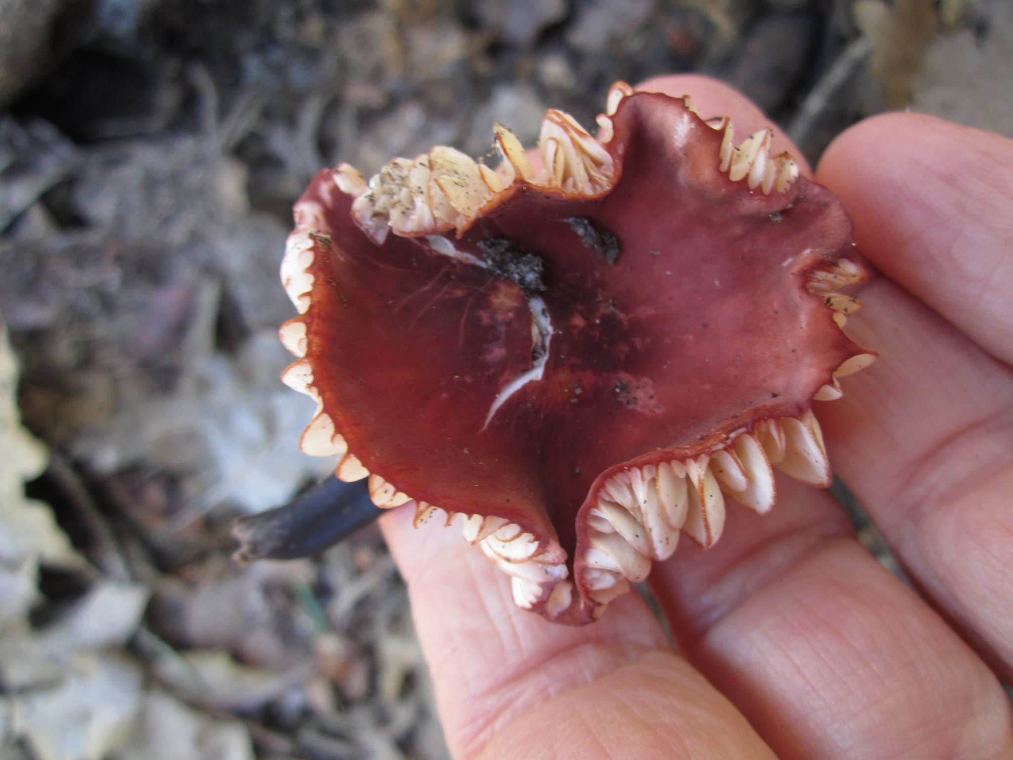 Marasmius plicatulus image