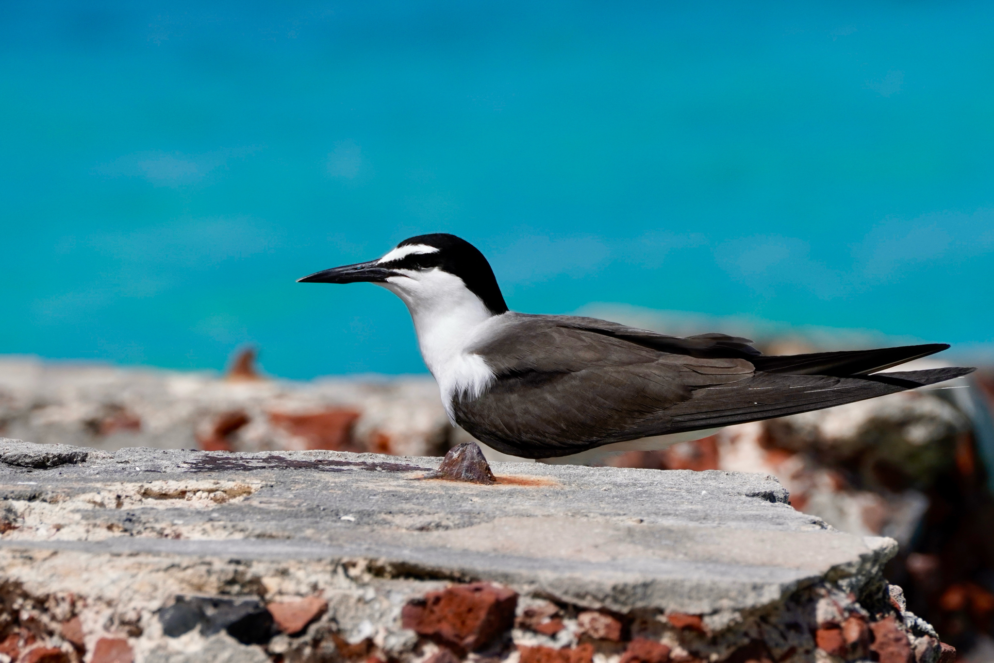 Bridled Tern (Onychoprion anaethetus), photo 6