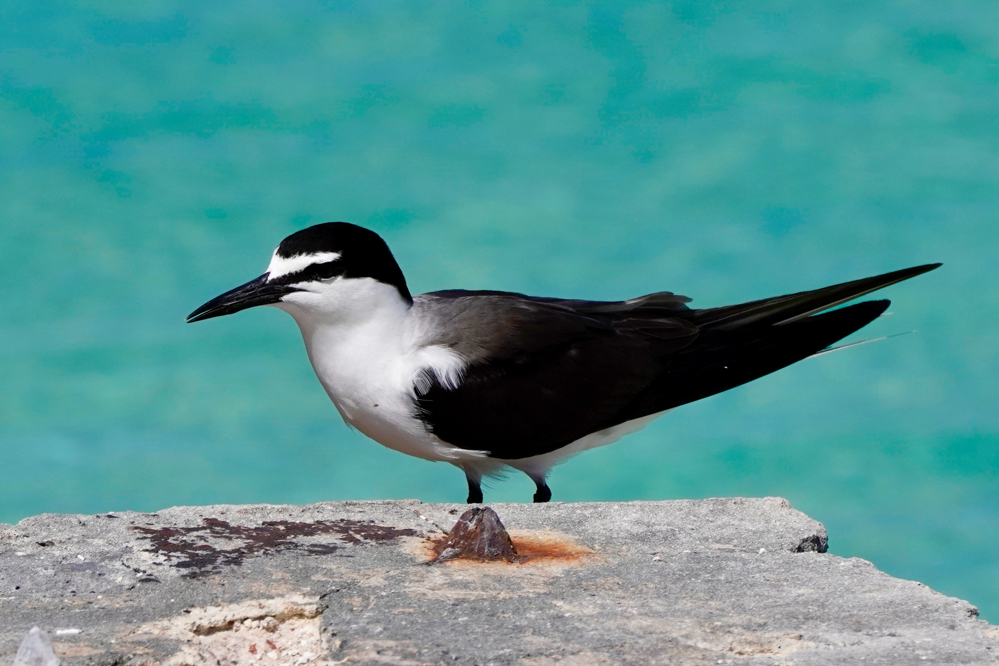 Bridled Tern (Onychoprion anaethetus), photo 5