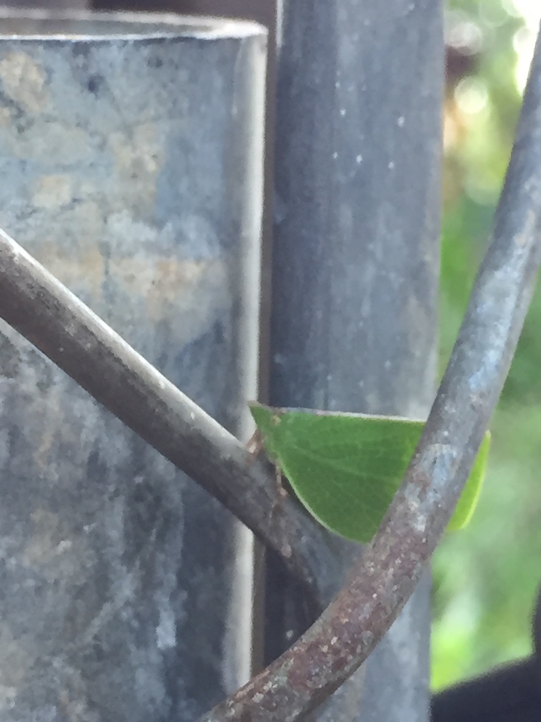 Chlorochara