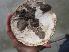 Leucoagaricus amanitoides