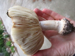 Leucoagaricus amanitoides
