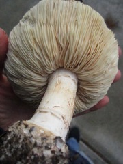 Leucoagaricus amanitoides