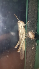 Austracris guttulosa
