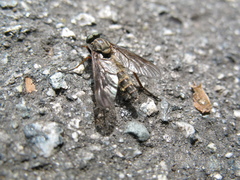 Rhagio