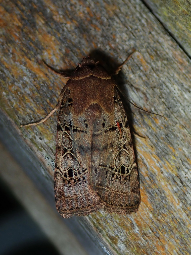 Orthodes curvirena