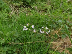 Cardamine pratensis