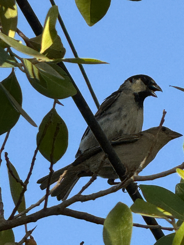 House Sparrow