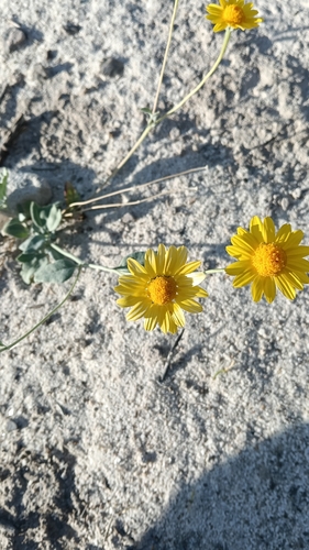 aceitilla amarilla