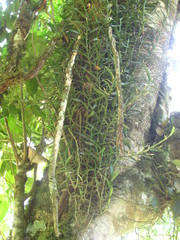 Angraecum erectum image