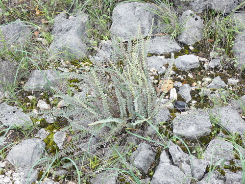 Hybrid Cloakfern