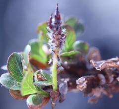 Salix phlebophylla