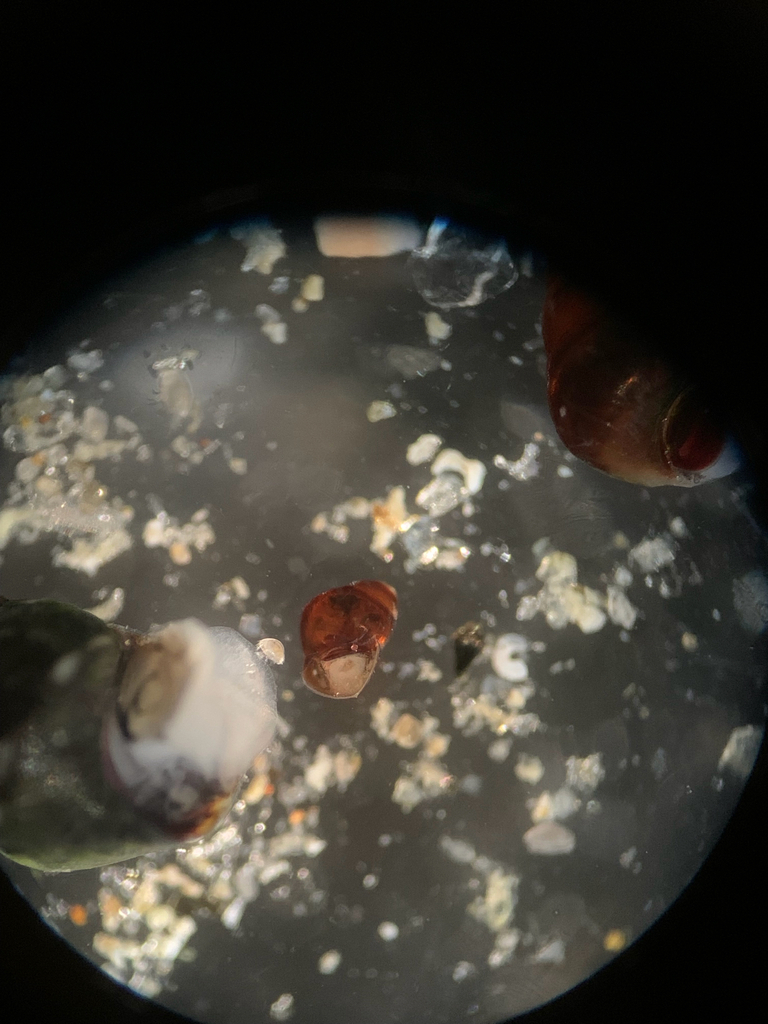 Amphithalamus inclusus