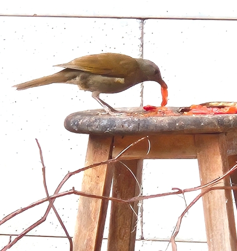 Pale-breasted Thrush