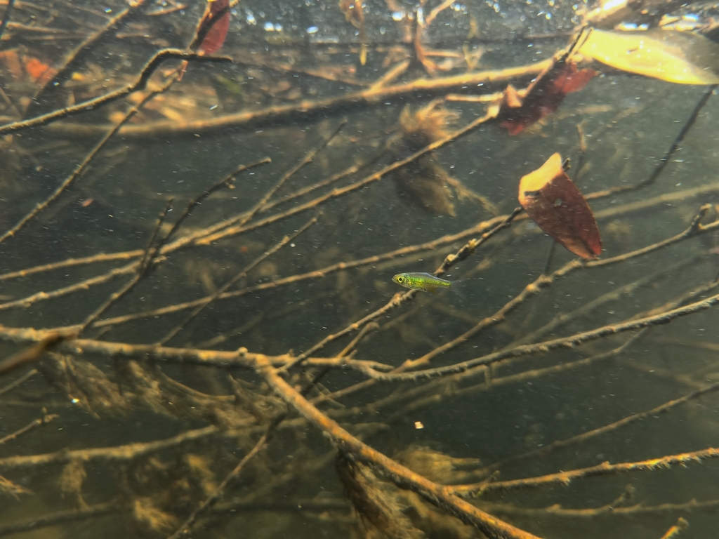 Green neon rasbora (Microdevario kubotai) — Cyprinidae