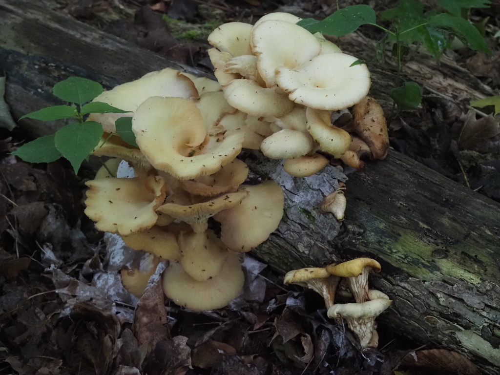 Golden Oyster Mushroom · June 2026 · photo: Photo: (c) Summit Metro Parks, some rights reserved (CC BY) · iNaturalist