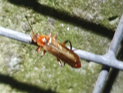 Cantharis livida