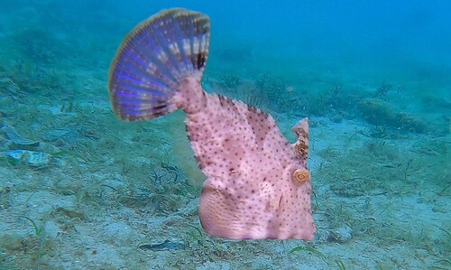 Langstaart-vijlvis (Pseudomonacanthus macrurus) — Monacanthidae — 2