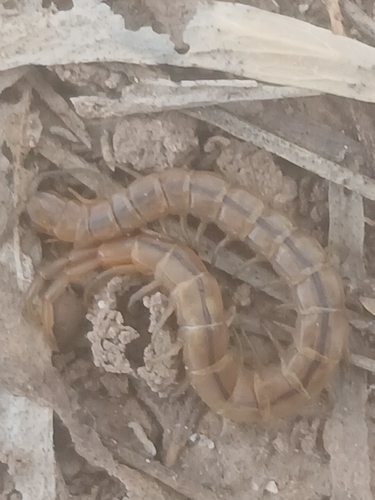 Arthrorhabdus pygmaeus