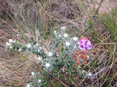 Linochilus phylicoides