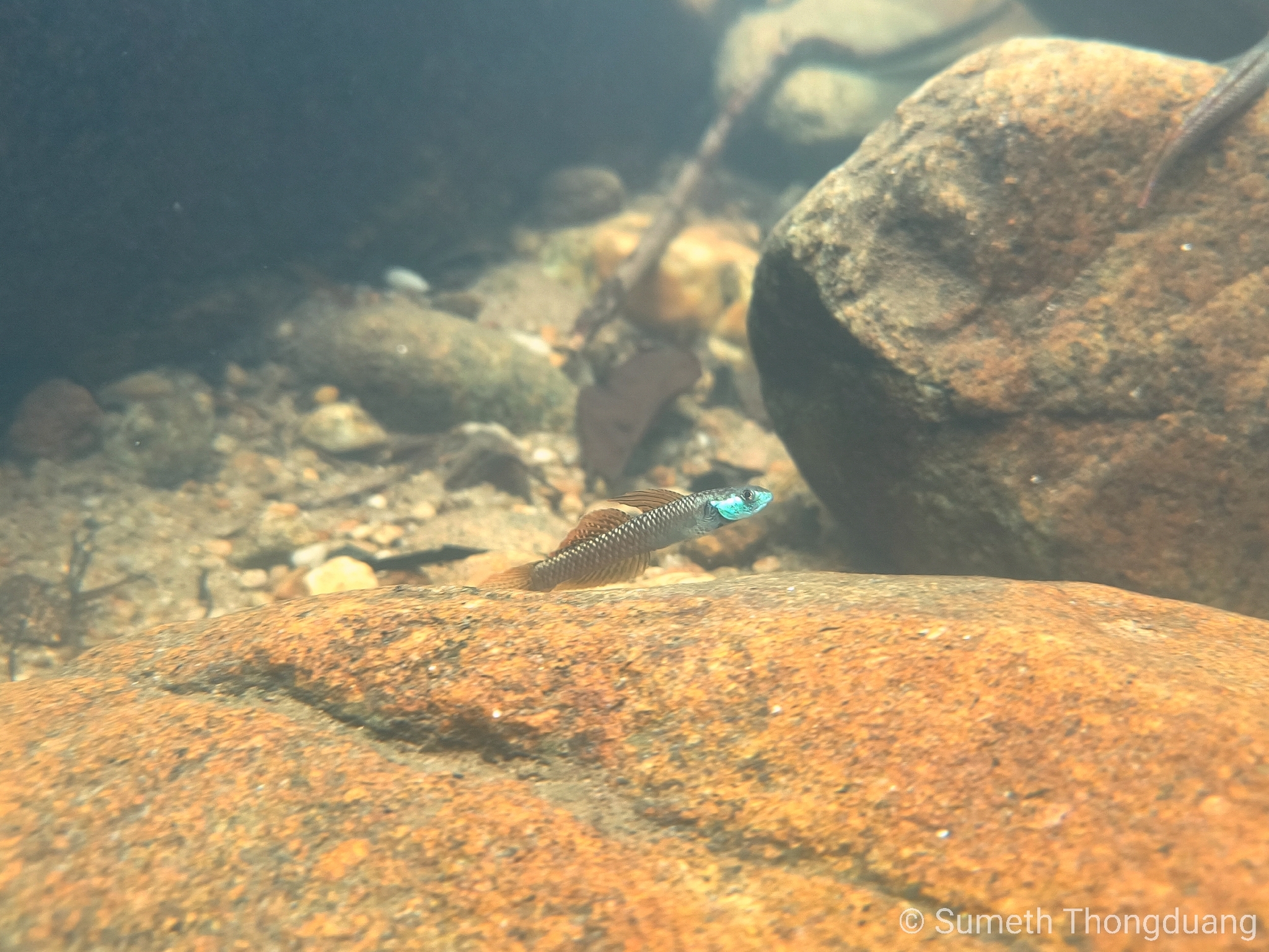 Rainbow Stiphodon photo 6
