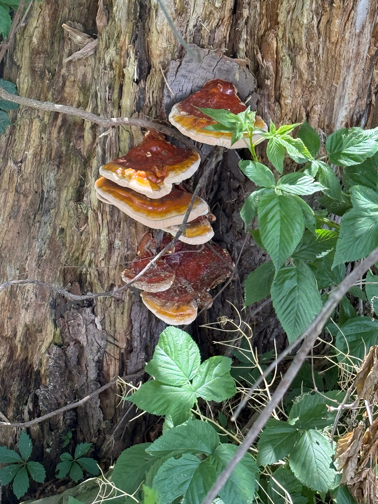 hemlock varnish shelf · June 2026 · photo: Photo: (c) justanotherbirdbrain, some rights reserved (CC BY) · iNaturalist