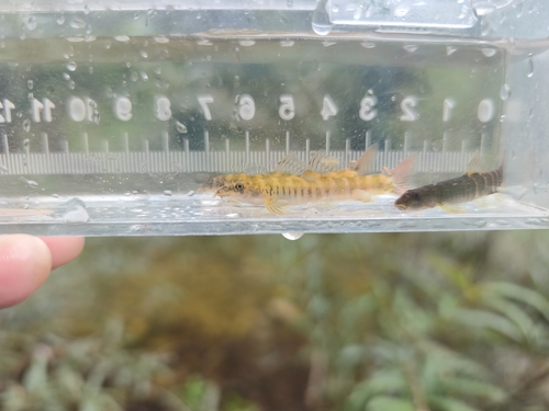 Schistura udomritthiruji
