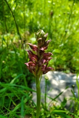 Anacamptis coriophora, photograph author not stated, no rights reserved