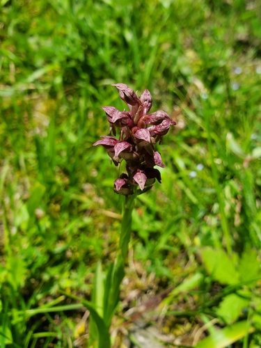 Anacamptis coriophora, photograph 4