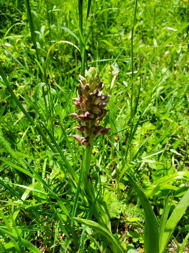 Anacamptis coriophora, photograph 5
