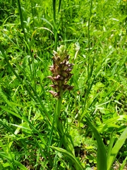 Anacamptis coriophora, photograph author not stated, no rights reserved