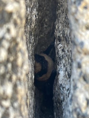 Canyon Bat