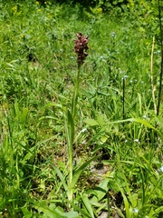Anacamptis coriophora, photograph author not stated, no rights reserved
