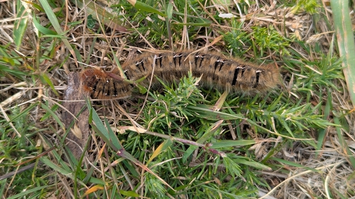 Oak Eggar