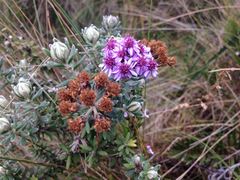 Linochilus phylicoides