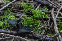 Pseudosarcosoma latahense