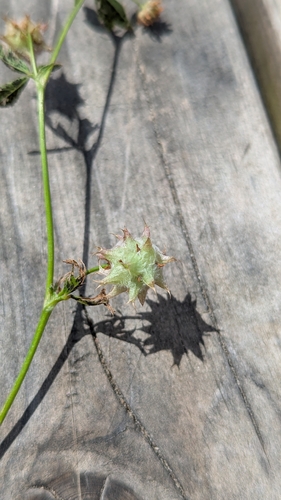 Reversed clover