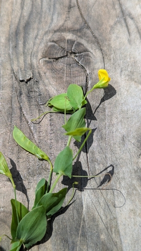 Yellow Vetchling