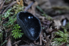 Pseudosarcosoma latahense