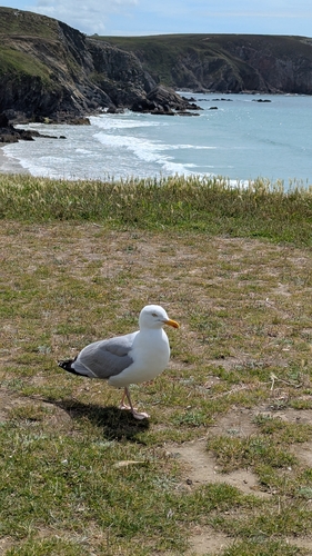 European Herring Gull