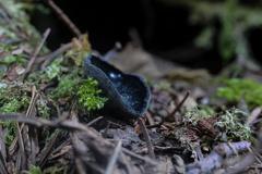 Pseudosarcosoma latahense