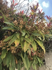 Pieris japonica