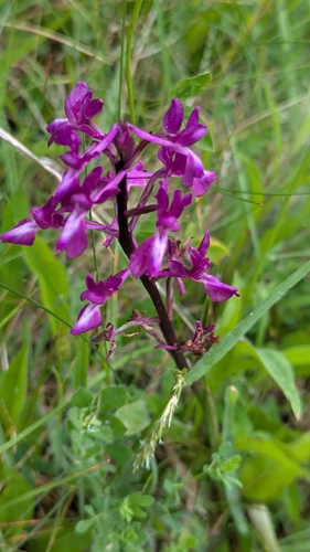 Loose-flowered Orchid