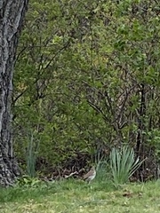Catharus guttatus