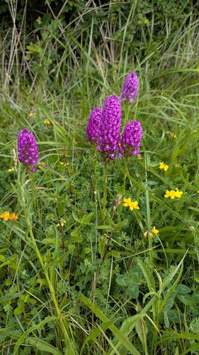 pyramidal orchid