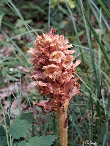 Orobanche alsatica