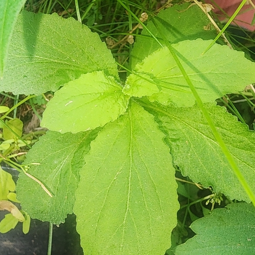 Indian tobacco
